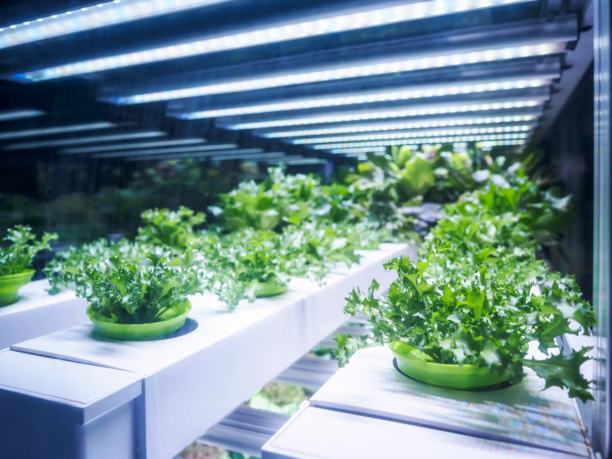 Potted plants growing under LED lights in an indoor agriculture facility.